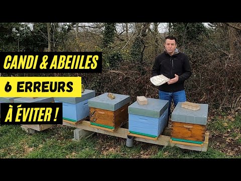 Giving candy to your bees - 6 mistakes to avoid for their health!