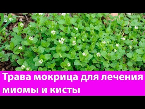 Трава  мокрица для лечения миомы и кисты. 🍃 Лечебные свойства, применение, противопоказания