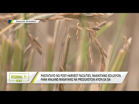 Regional TV News: 450,000 tonelada ng palay, nawawala sa bansa kada taon ayon sa DA