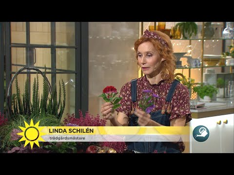 Få höstfint i trädgården – här är växterna som tål regn - Nyhetsmorgon (TV4)