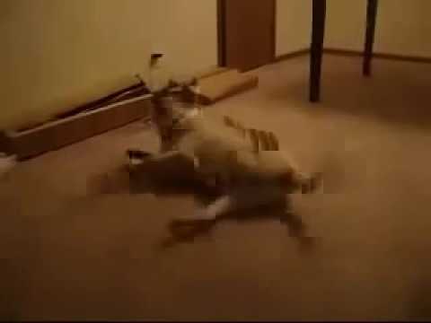 Rüyada Kendini kaybeden Köpek :)