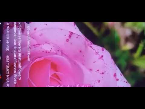 Beautiful natural Flowers