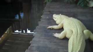 preview picture of video 'White Aligator Gatorland Orlando FL'