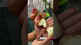 Download lagu Panen Jambu Air Citra #jambuair mp3