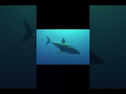 상어가 우는법!#shorts