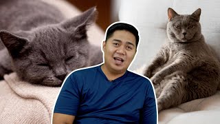 Download lagu Senang Gila Bela British Shorthair mp3