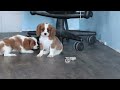 Cavalier King Charles Spaniel dogs for sale: Nemo - Video 1