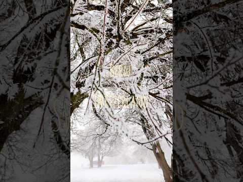 Beautiful Switzerland in Winter| Gurten Park in Bern 🇨🇭 #switzerland #shorts #nature #amazing