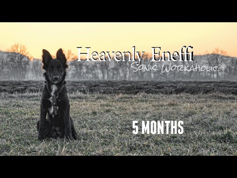 Eneffi Border Collie | 5 months