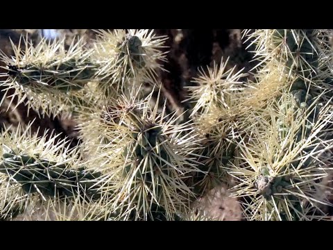 Never Underestimate the Jumping Cactus