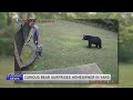Watch Bear Creeps Up Behind Virginia Man As He Tends His Backyard