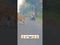 Deadly Tiger Encounter: Biker's Heart-Stopping Moment Tadoba National Park