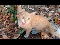 Lost Kitten Meowing Loudly Because It S Very Hungry