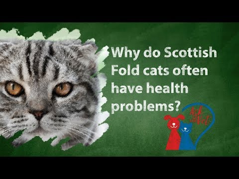Ask the vet: Why do Scottish Fold cats often have health problems?