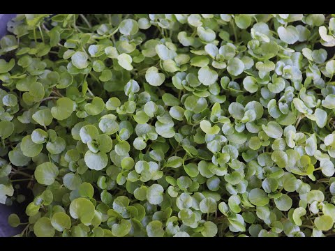 Growing watercress from seeds in the pot