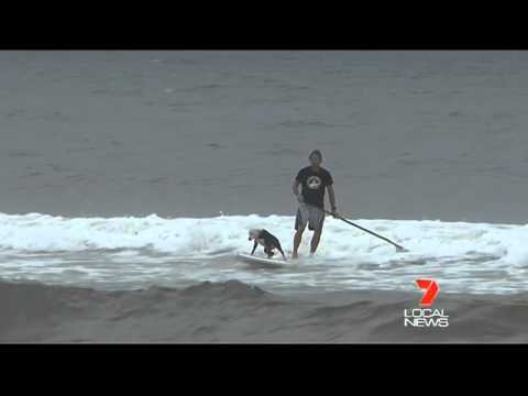 Chris de Aboitiz The Dog Man on Channel 7 LOCAL NEWS - 8TH MAR 2012.mp4