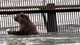 preview picture of video 'Grizzly Sow with 3 Cubs at the salmon weir near Haines, Alaska'