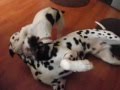 Dalmatian And Mini Jack Russell