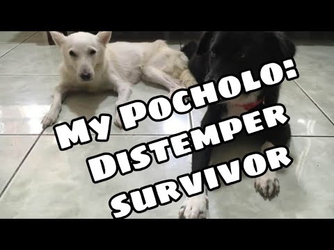 How my dog survive from distemper virus?