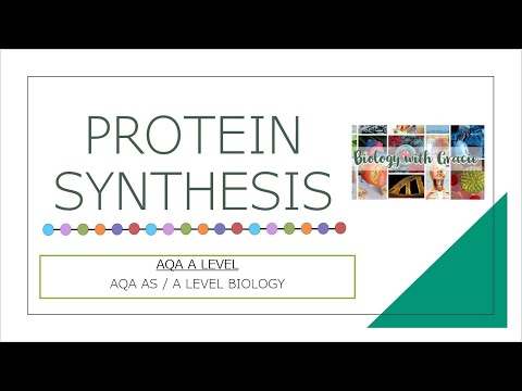 PROTEIN SYNTHESIS | AQA AS/A Level Biology ~ Biology...