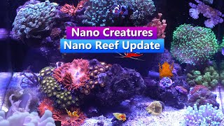 Nano Reef Creatures - Inverts and nano fish in the 14g Hello Reef Nano Reef tank
