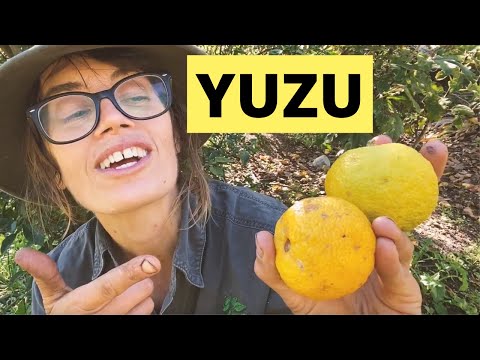 Yuzu - Growing & Eating Yuzu (Grafted) Fruit Trees