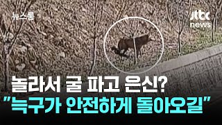 놀라서 굴 파고 은신?…늑구가 안전하게 돌아오길 / JTBC 뉴스룸