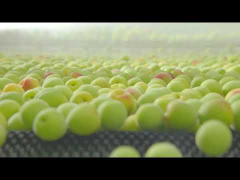 CHOYA How to make our Umeshu