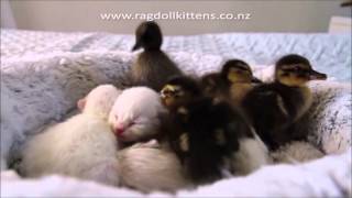 R. Stevie Moore ~ Wonderful! Wonderful! (1974)