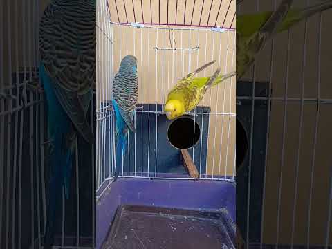 Nature Sound Relaxation-Soothing Forest Birds Singing-Relaxing Sleep-Bird Chirping Sound #shorts