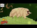 The Indestructible Tardigrade Surving In The Harshest Environments Wild Kratts
