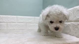 ビションフリーゼの動画01