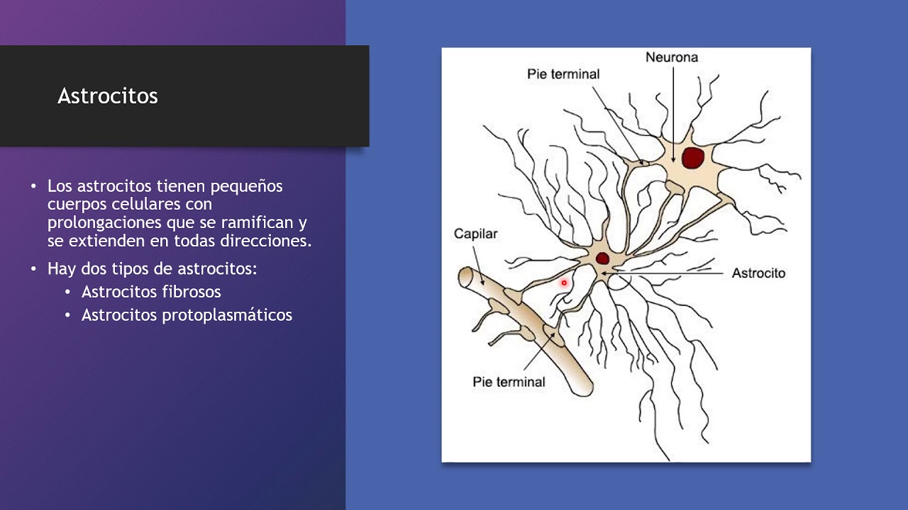 Neuroglia