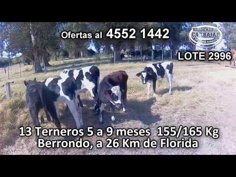 Lote 13 Terneros 9 HO - 2 HO/ AA - 2 KIWI 155/165 Kgkg -  en Berrondo, a 26 Km de Florida