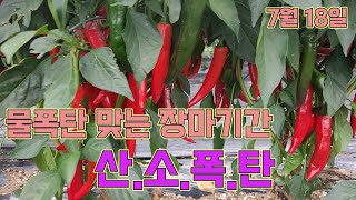 장마기간에 고추에 산.소.폭.탄. 주세요!! 고추농사 잘 짓는 법!