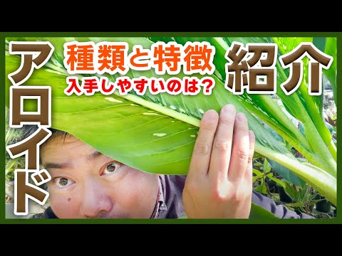 園芸 断続的なリュシマコス