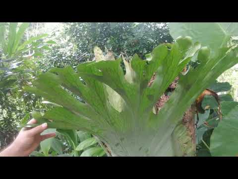 Łosie rogi Platycerium jako roślina lecznicza