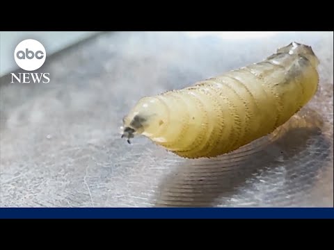 Flesh-eating screwworm detected in Texas for 1st time in decades