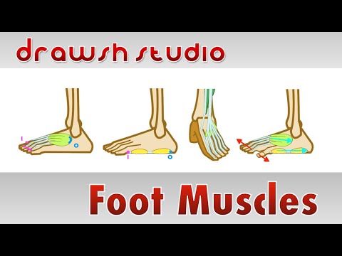 Muscles of the Foot