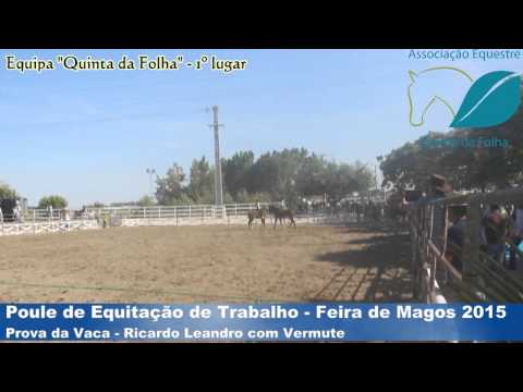 Prova da Vaca - Poule de Equitação de Trabalho - Feira de Magos 2015 - Equipa Quinta da Folha