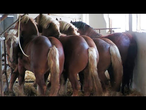 Armăsari, Iepe, mânji în vizită la ferma Dorle - Lazuri - Satu Mare 2023