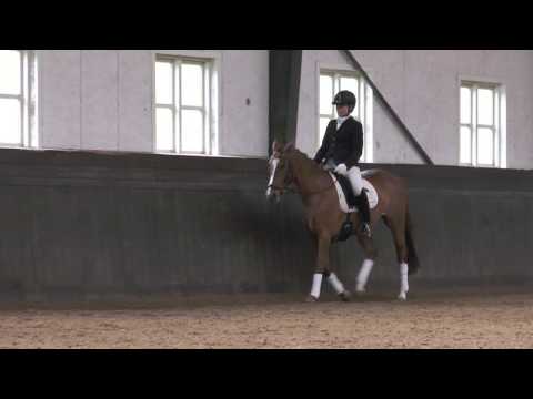 Strandgaards Charlize  (Dr Doolittle/ Der Feine Lord At)