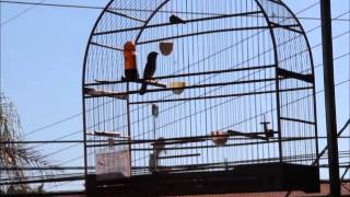 PARDO 257 - TEMPORADA 2012 /2013