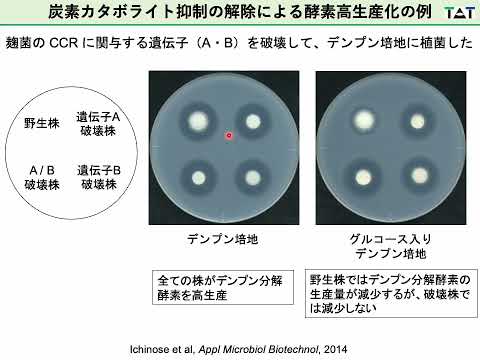 微生物の酵素生産パワーを引き出してSDGsの達成に貢献する