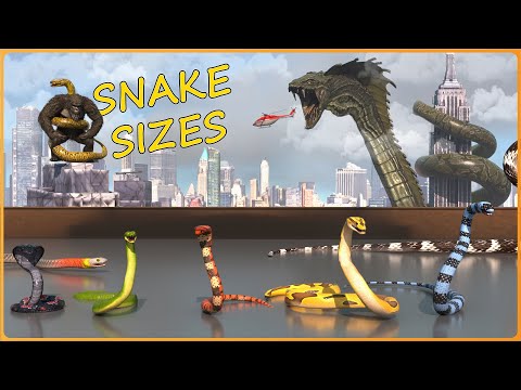 How BIG are SNAKES? 🐍 Real vs Movie Serpents | EPIC Size Comparison 3D