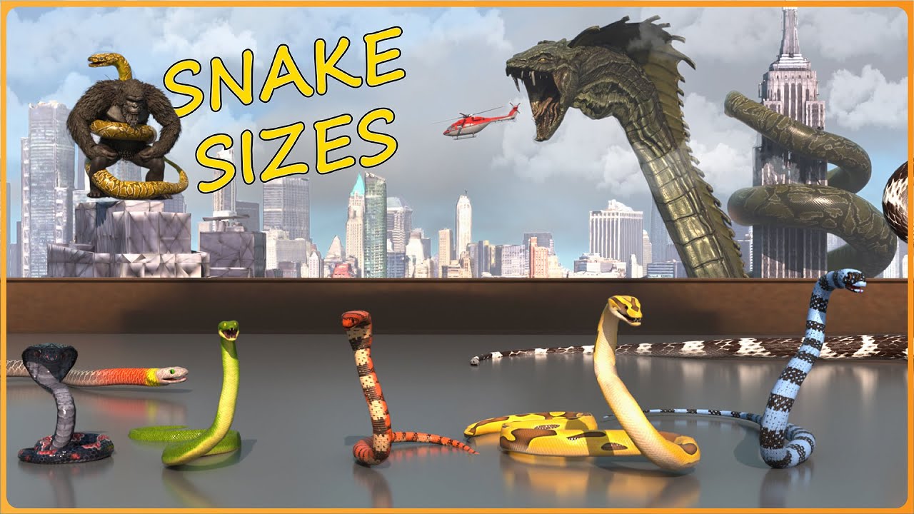 How BIG are SNAKES? 🐍 Real vs Movie Serpents | EPIC Size Comparison 3D