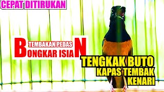 Download lagu MURAI BATU BONGKAR ISIAN TEMBAKAN PEDAS KENARI, KAPAS TEMBAK, TENGKEK BUTO AMPUH BUAT MASTERAN mp3
