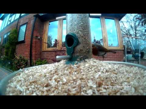 Wild Birds On Bird Feeder Nature Cam 1080p