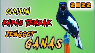Download lagu Cililin kapas tembak cucak jenggot cocok buat masteran pancingan burung kacer gacor isian mewah mp3