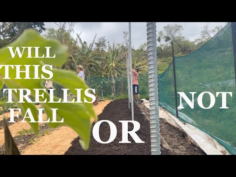 A trellis to make you jealous if it doesn't fall over | New Zealand farm vlog
